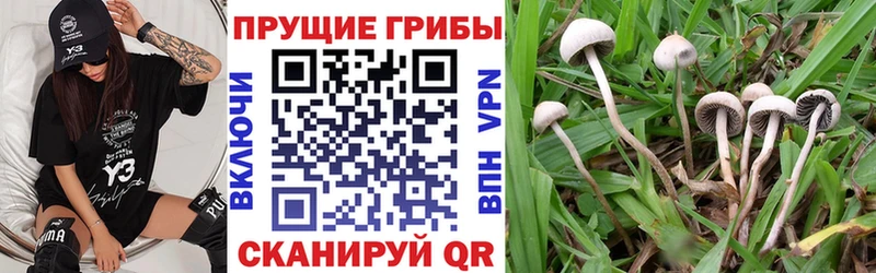 Галлюциногенные грибы Psilocybine cubensis  купить наркотик  Мещовск 